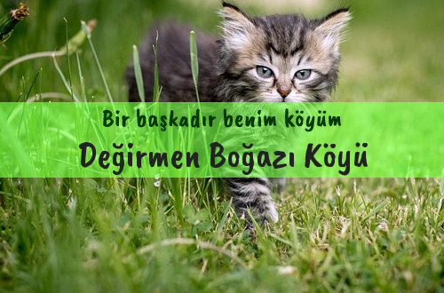 Değirmen Boğazı Köyü